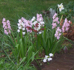 Hyacinths in the spring